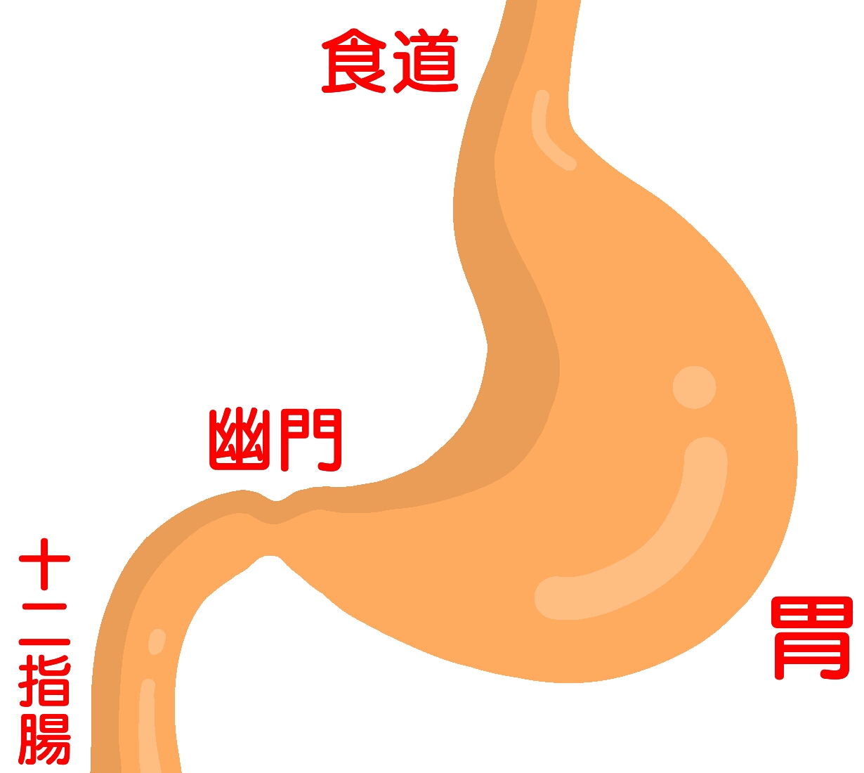 十二指腸潰瘍について