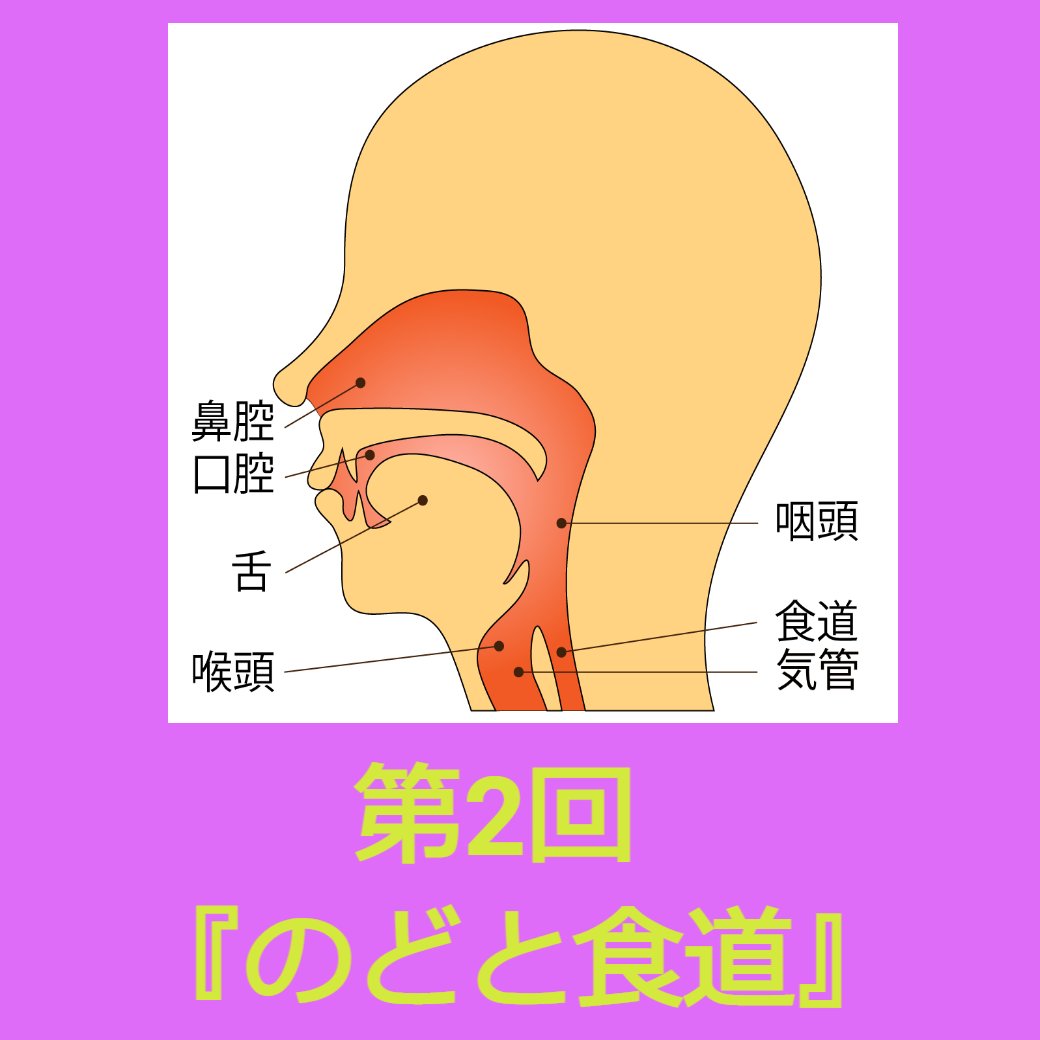 消化器官の働き 第2回 『のどと食道』